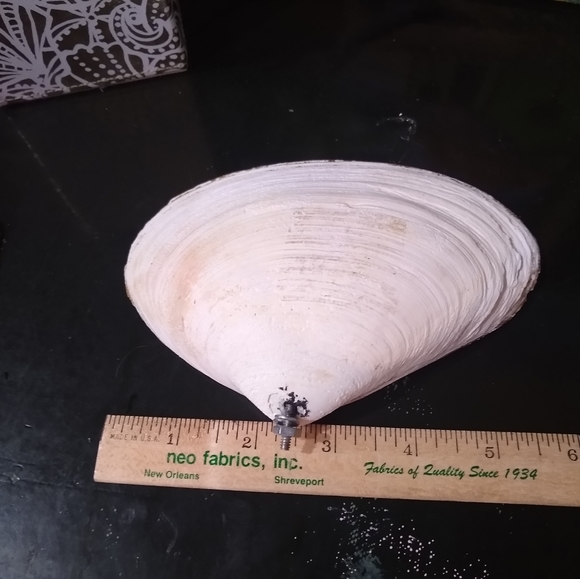 Hand painted, beach scene diorama, inside sea shell - Picture 3 of 9